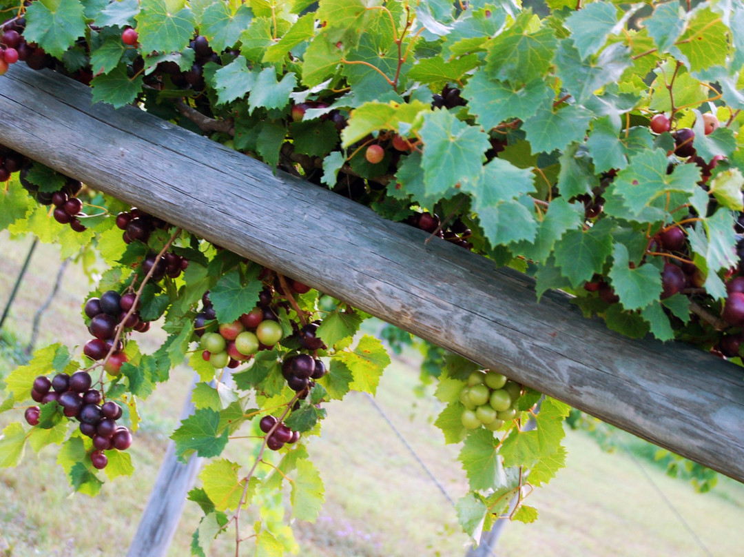 Horse Creek Winery-Nashville必去景点