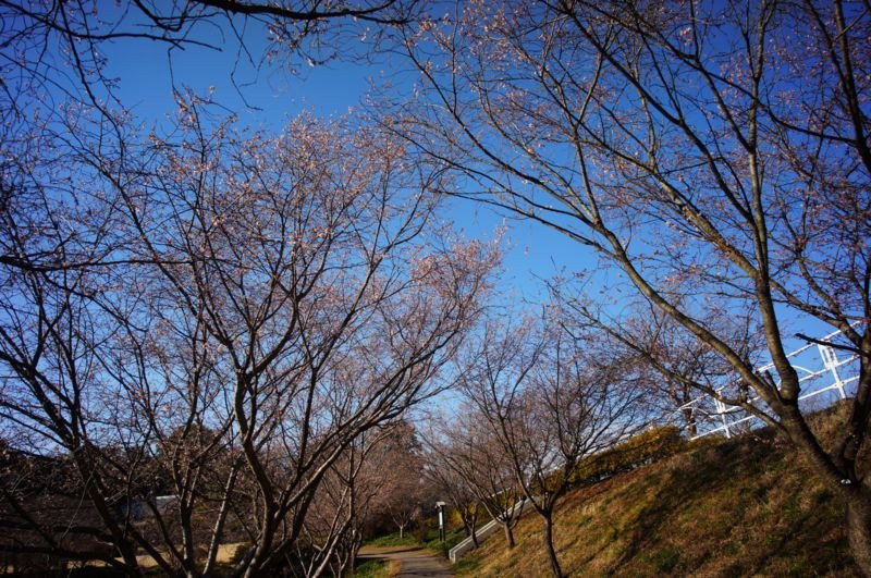 Former Akimoto Residence景点图片