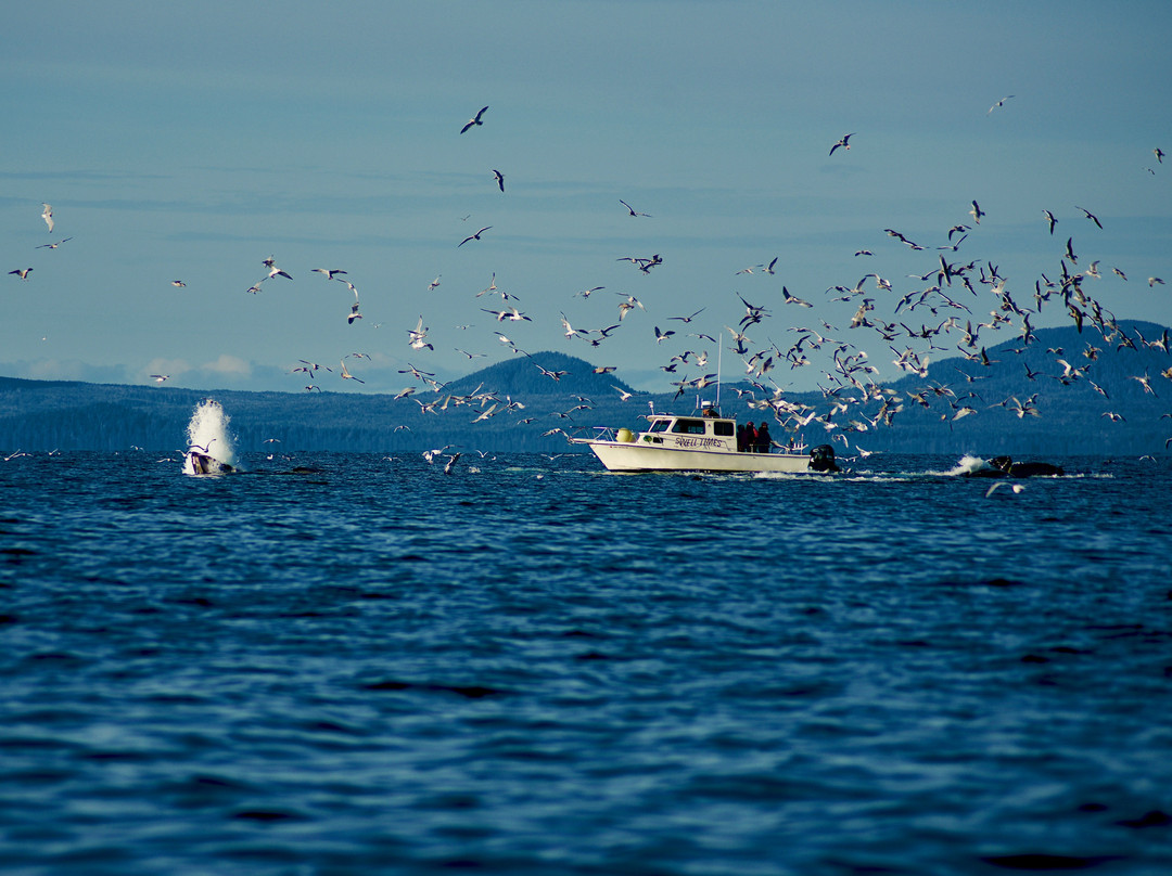 A Whale's Song Expeditions-锡特卡必去景点