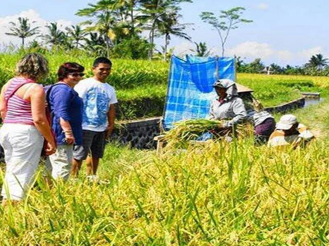 Titi Bali Tour-坦帕克西林必去景点