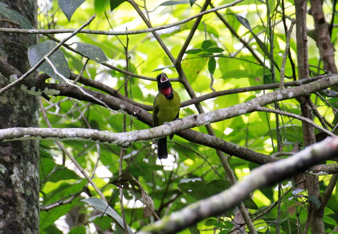 Flores Bird Watching Tour景点图片