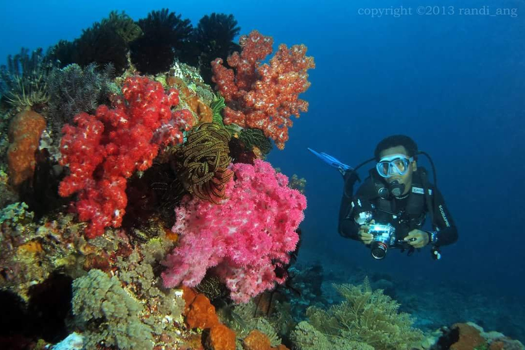 Dolphin Dive School-Senggigi必去景点