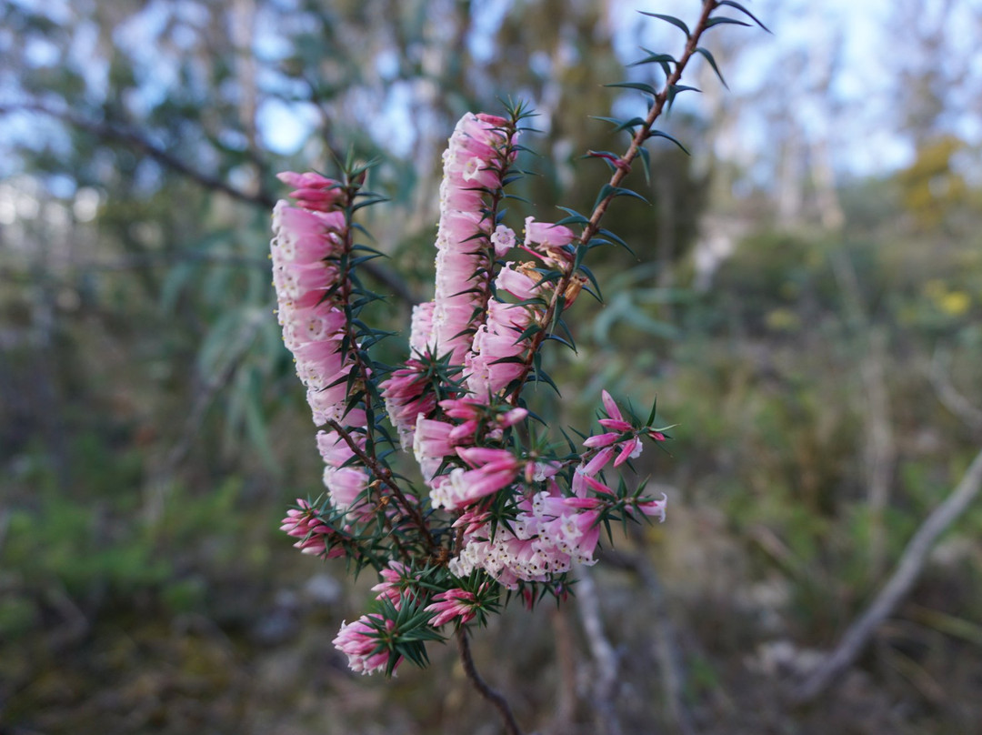 Tasmanian Bushland Garden-Buckland必去景点