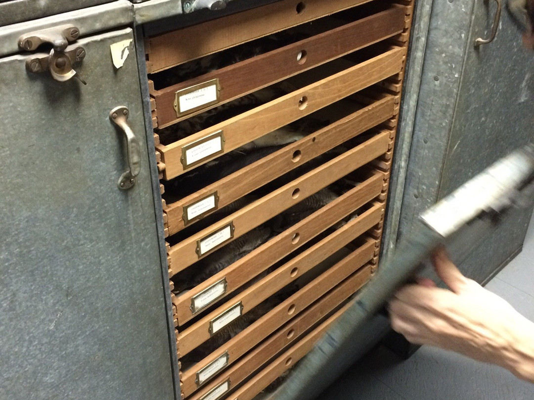 Coleccion Ornitologica William H. Phelps-加拉加斯必去景点