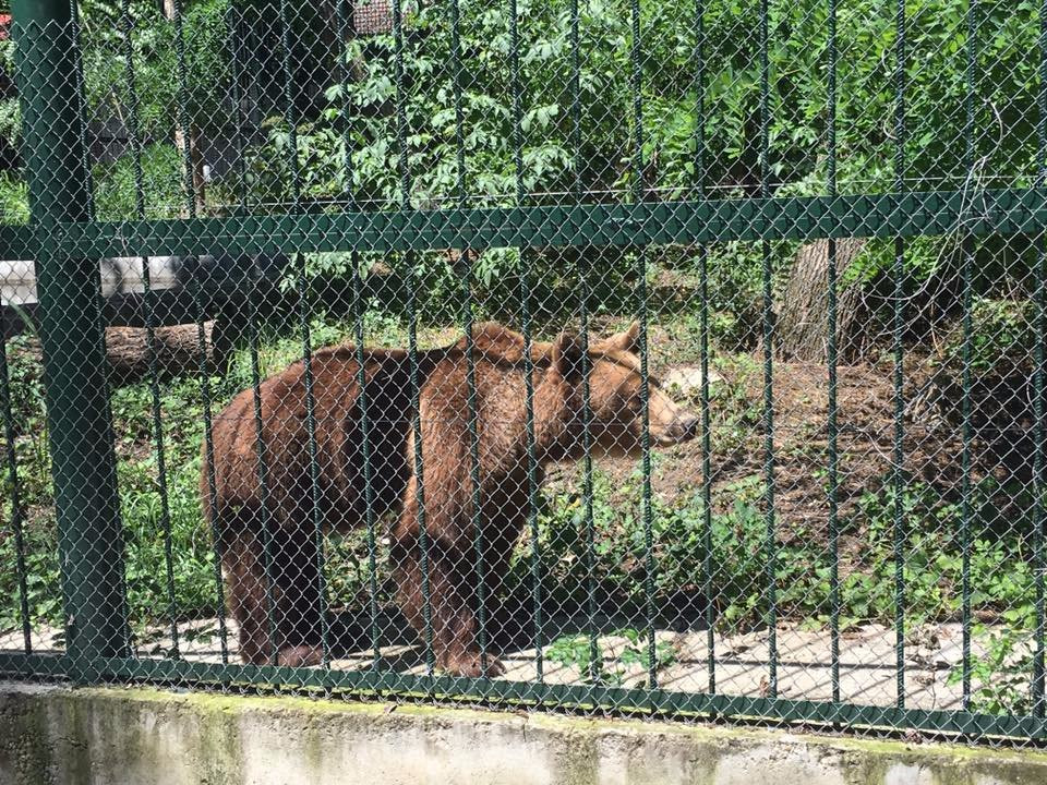 Gradina Zoologica Birlad景点图片