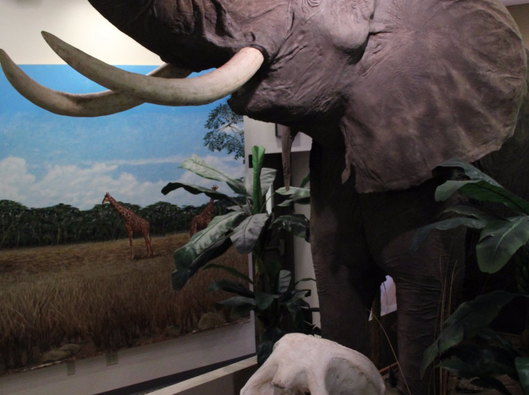 Midwest Museum of Natural History-Sycamore必去景点