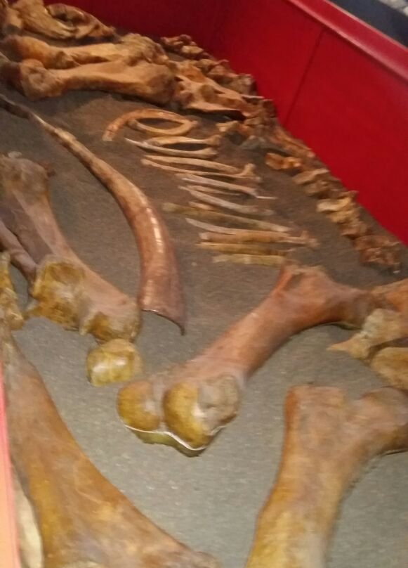 Museo Naturalistico e Paleontologico景点图片