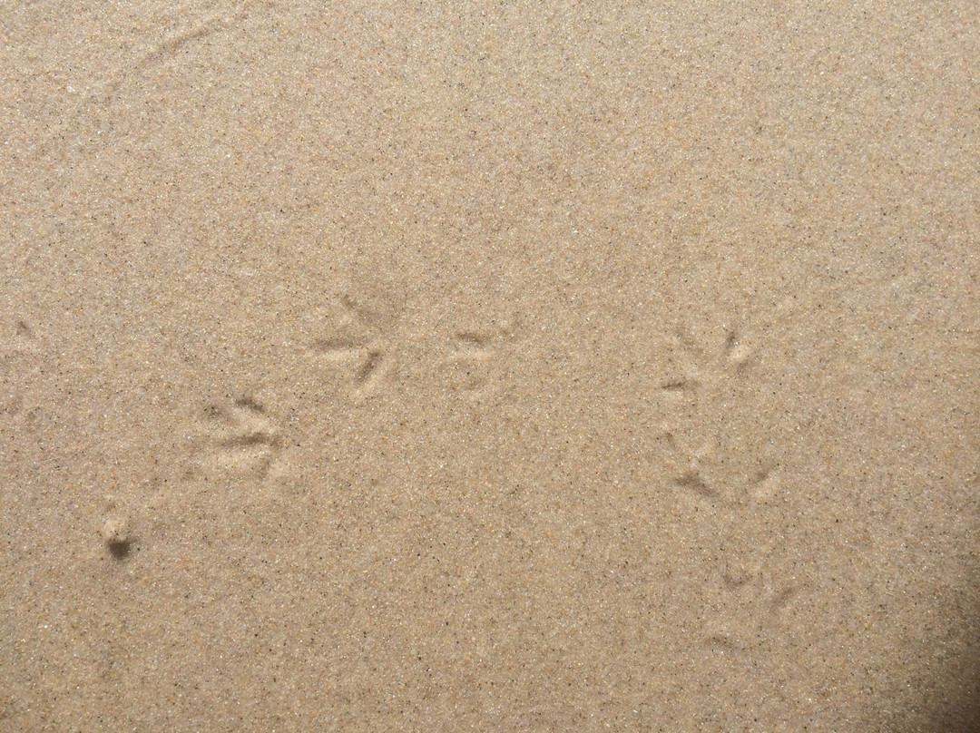 Praia da Vagueira-Vagos必去景点