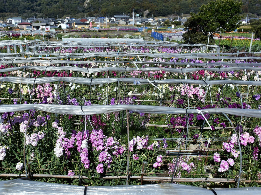 Flower Fields of Chikura-cho-南房总市必去景点