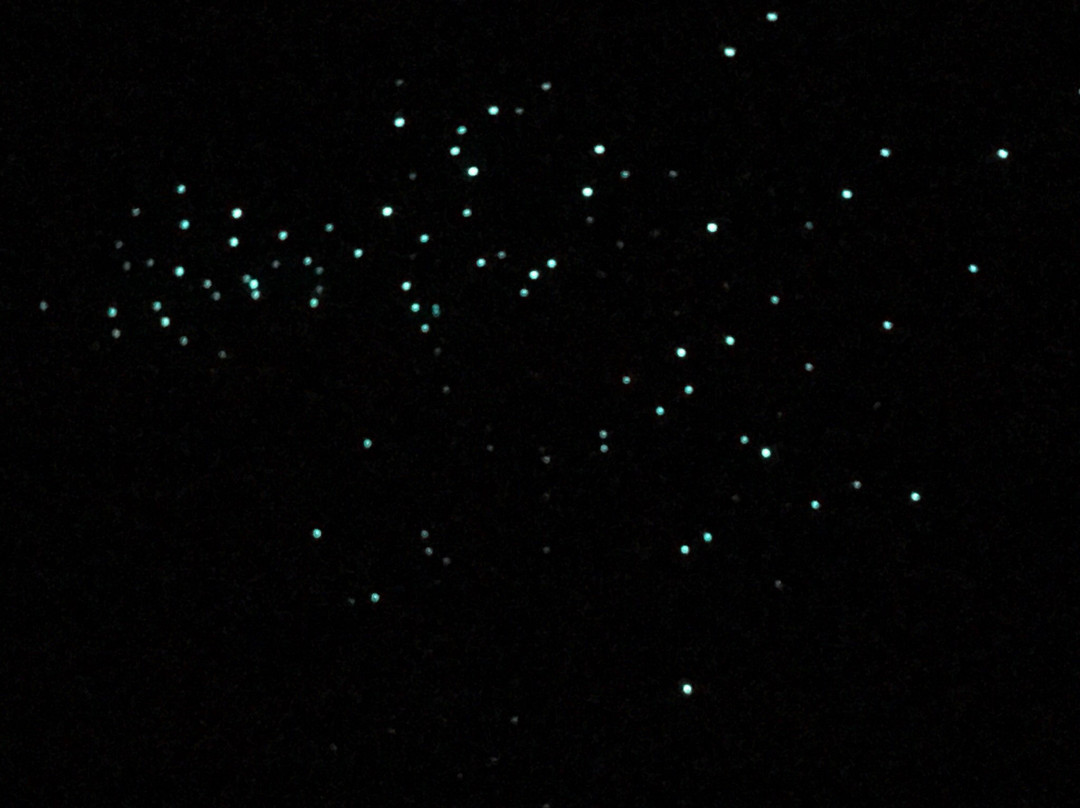 Blue Mountains Glow Worm Tours景点图片