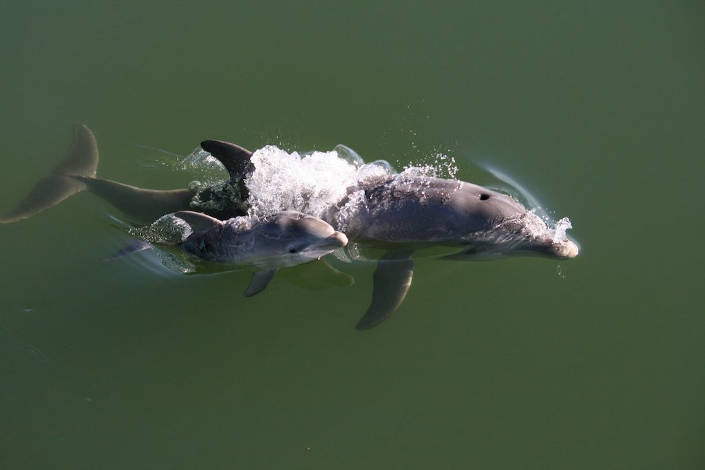 Adelaide Dolphin Sanctuary景点图片