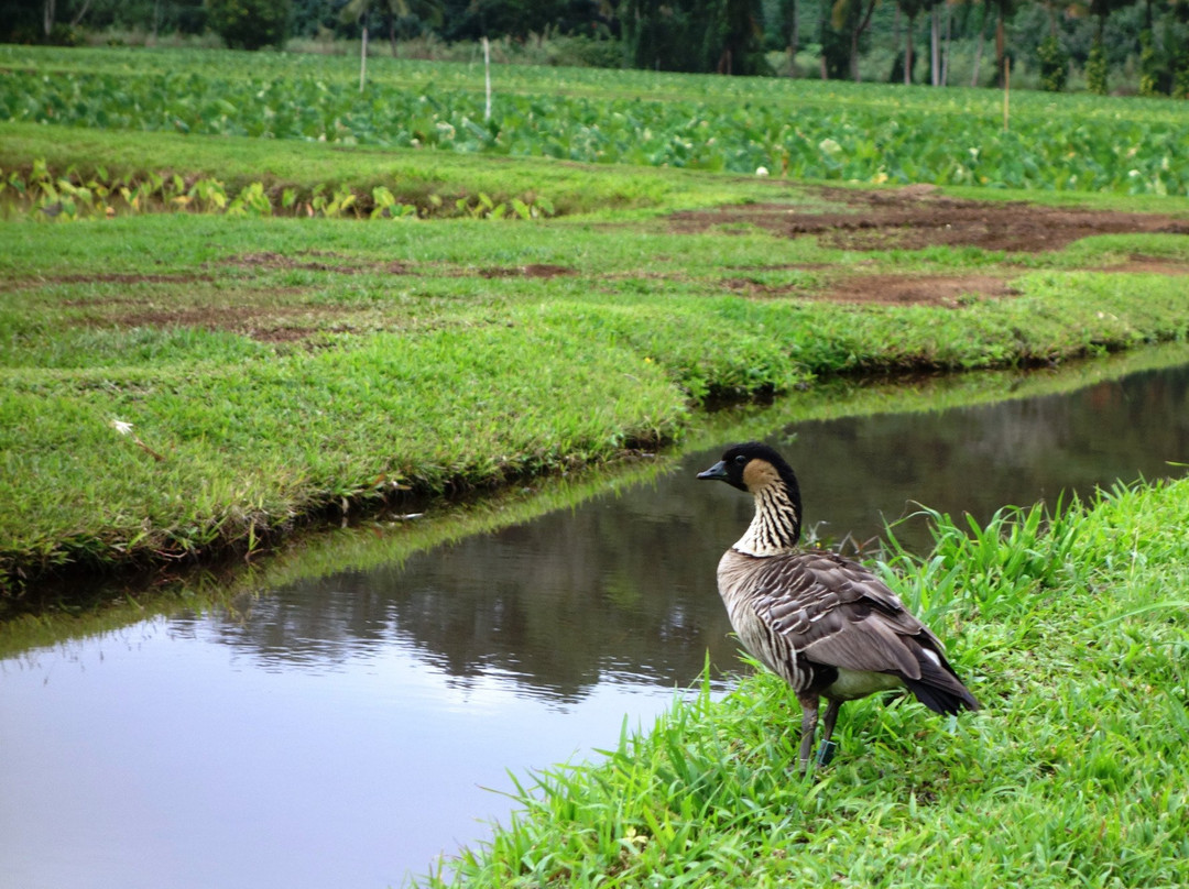 Hanalei National Wildlife Refuge-哈纳雷伊必去景点