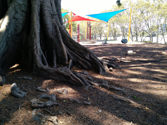 Orleigh Park-布里斯班必去景点