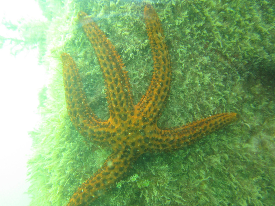 Reserva Biologica Marinha do Arvoredo-Bombinhas必去景点