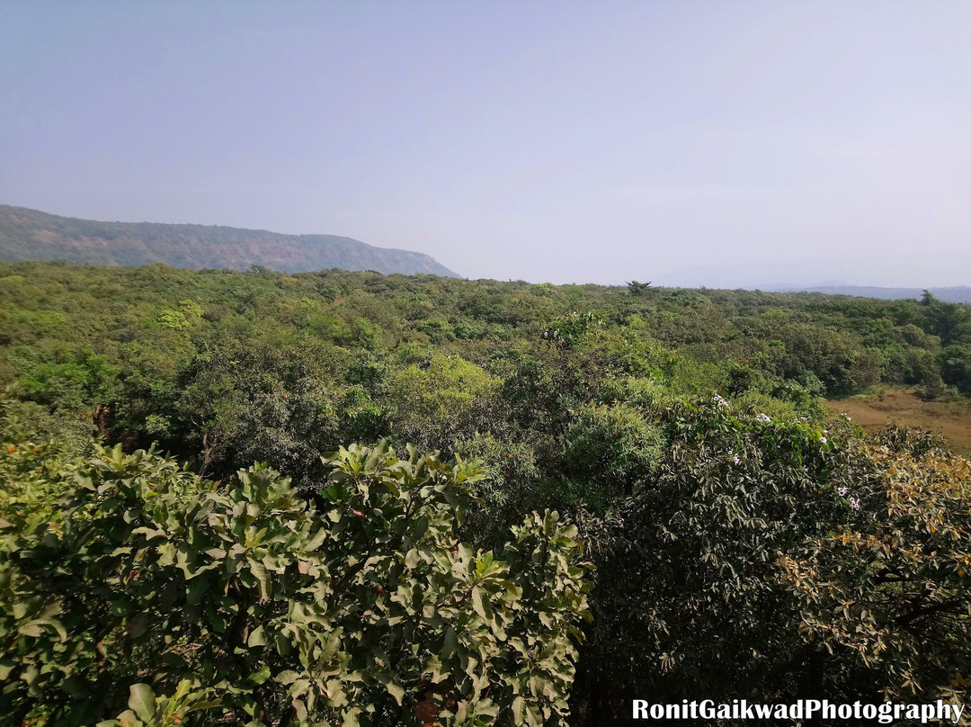 Radhanagari Wildlife Sanctuary景点图片