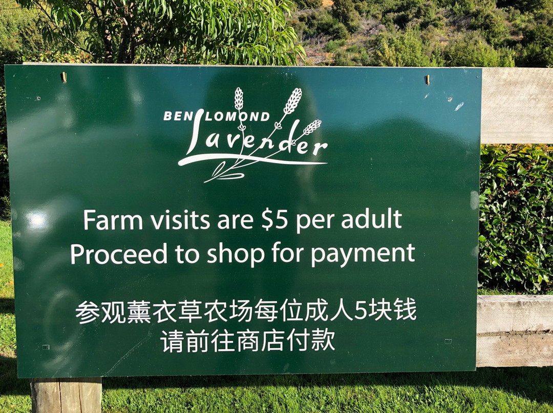 Ben Lomond Lavender-皇后镇必去景点