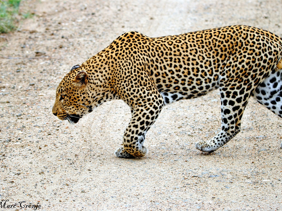 Kruger Flexi Tours - Day Tours