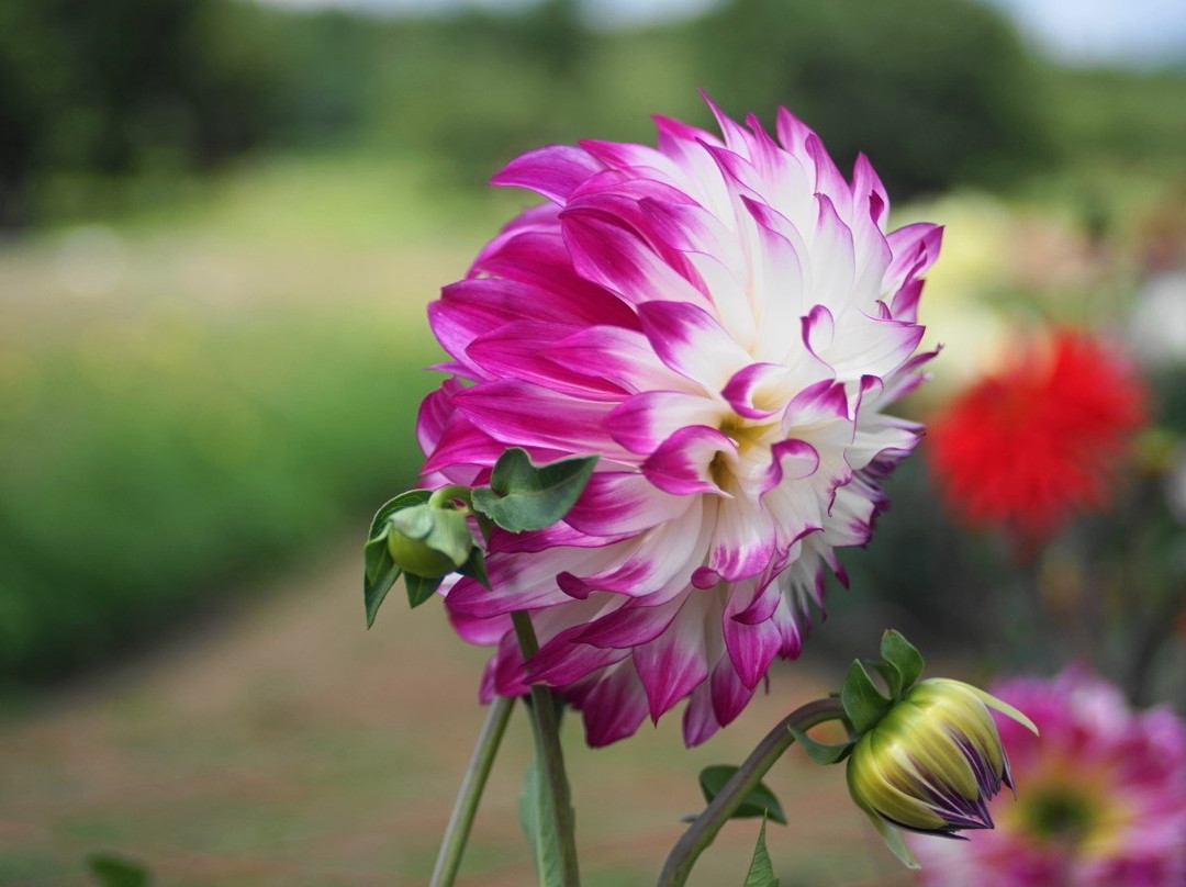 Kurohime Highland-信浓町 必去景点