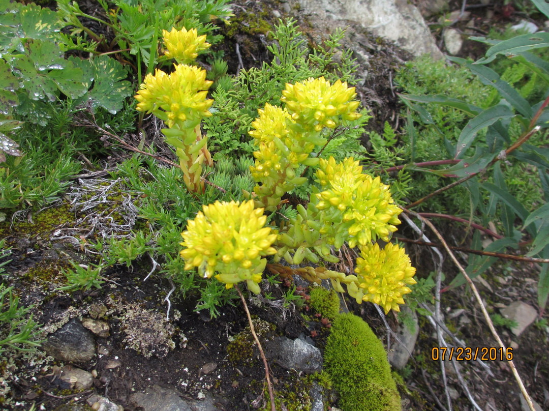 Sauk Mountain Trail景点图片