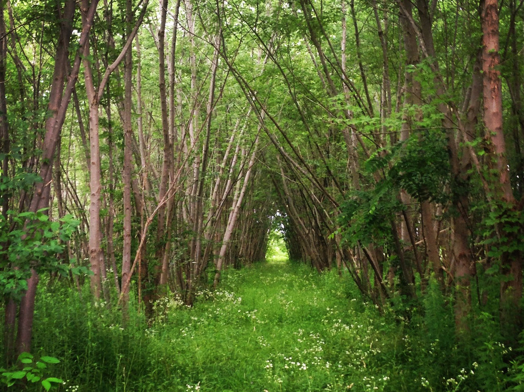 Wawanosh Wetlands Conservation Area景点图片