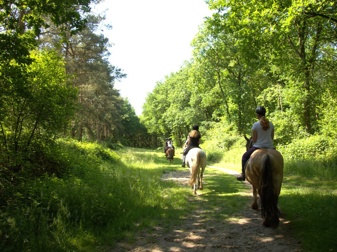 Horse Central Holland-De Bult必去景点