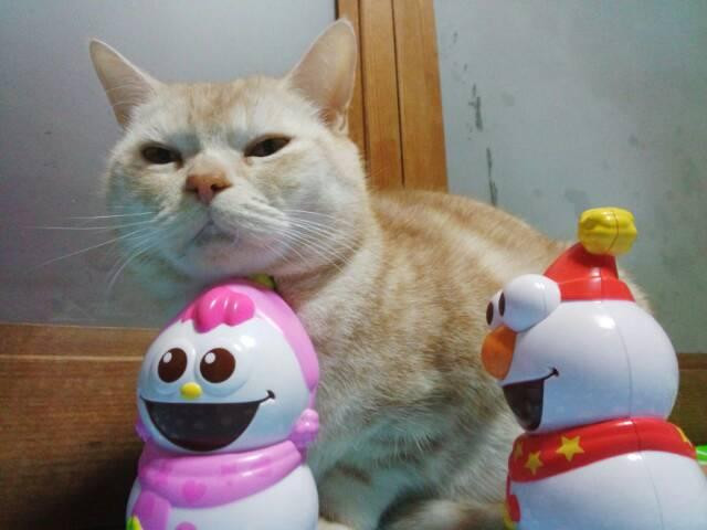 Cat Cafe Neko with fortune telling-别府市必去景点