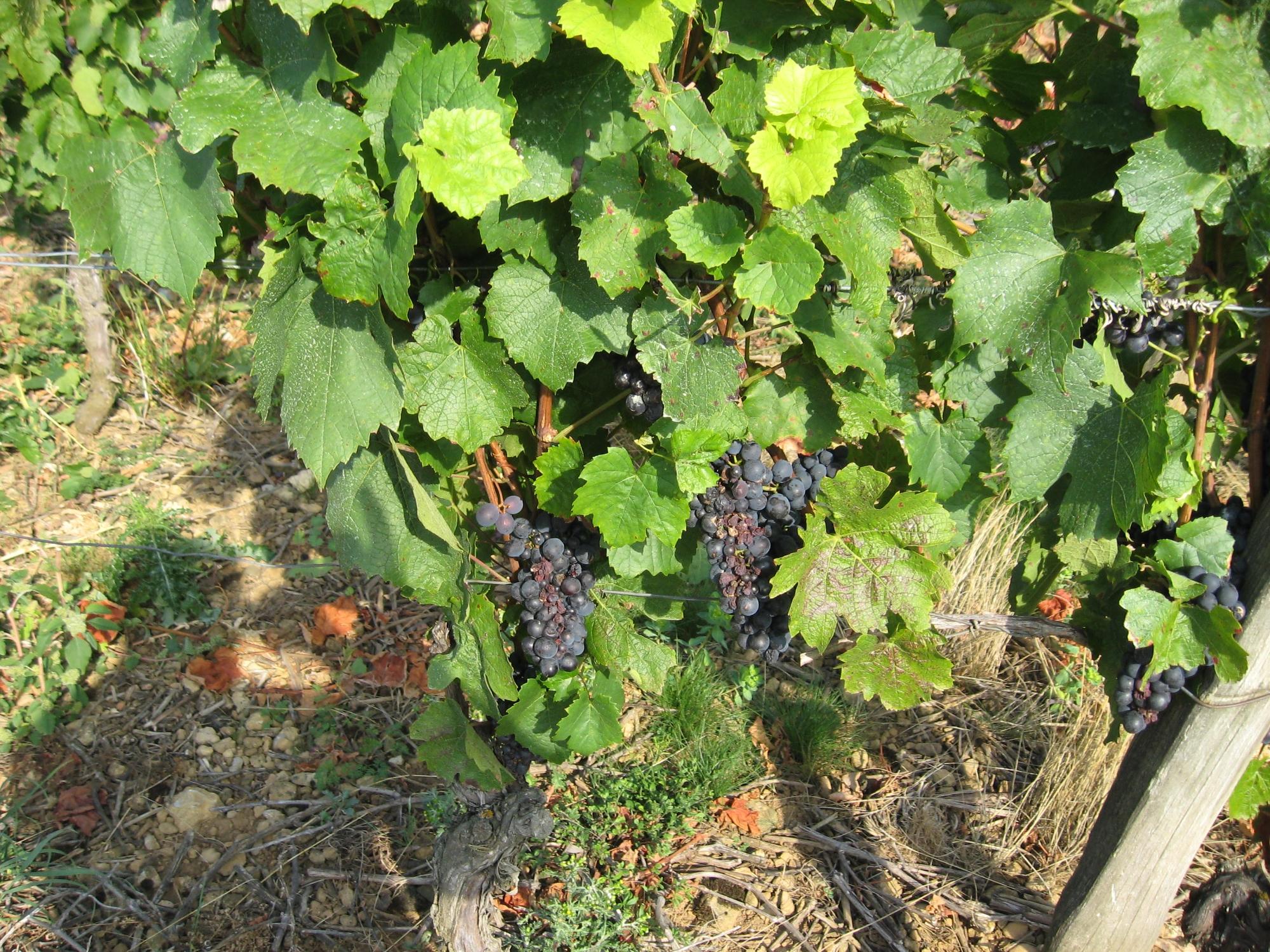 Domaine Guillard Roger et Nicole-官方