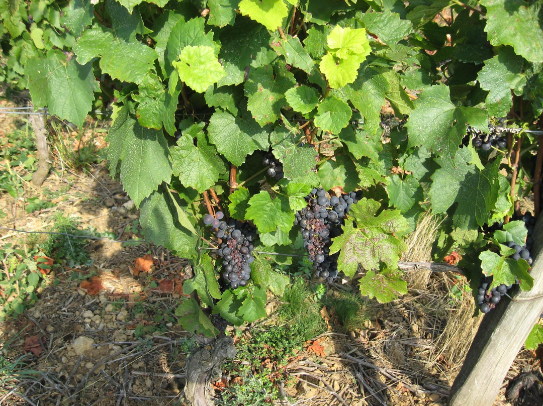 Domaine Guillard Roger et Nicole主图