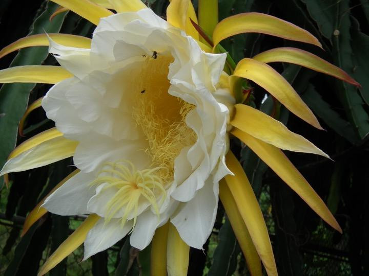 Aloha Natural Farm-公主港必去景点