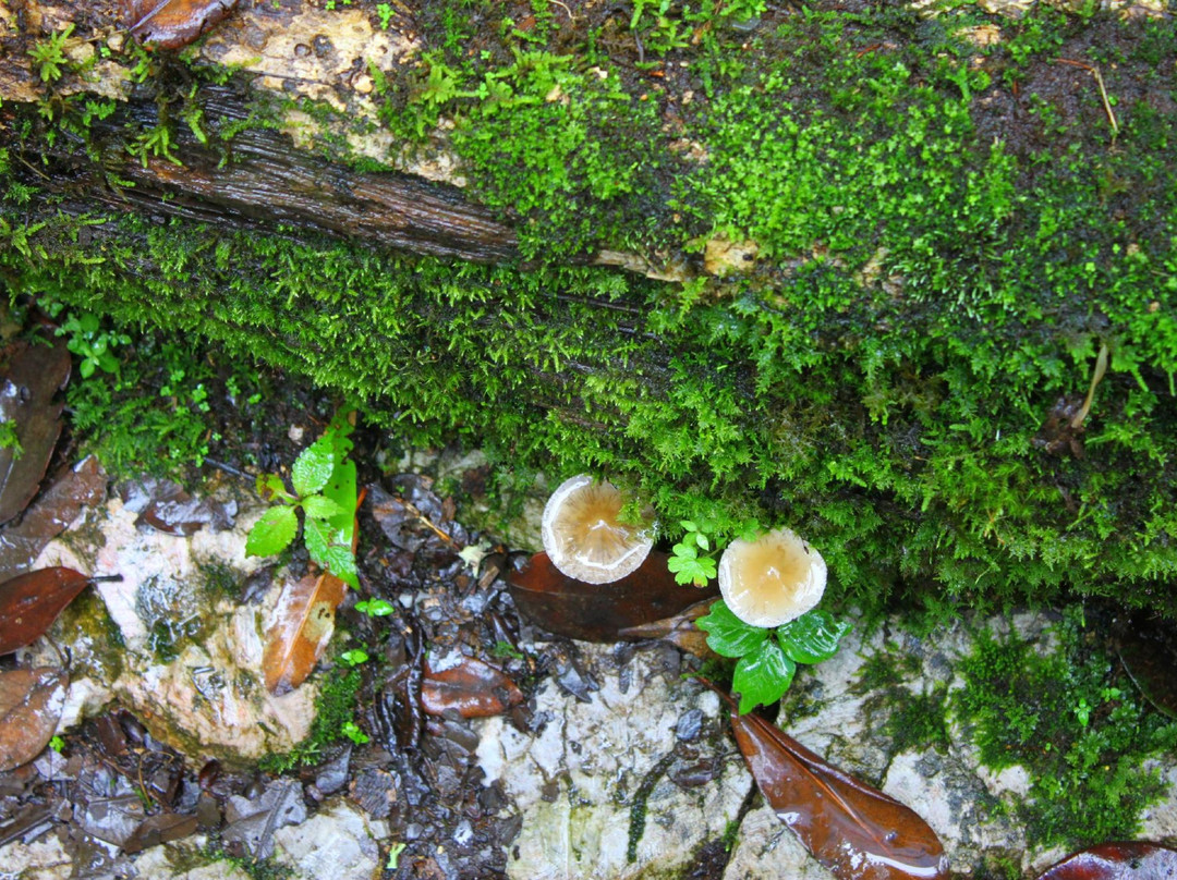 格萨拉-盐边县必去景点