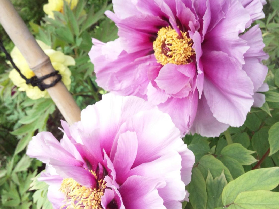 Mobara Peony Garden-茂原市必去景点