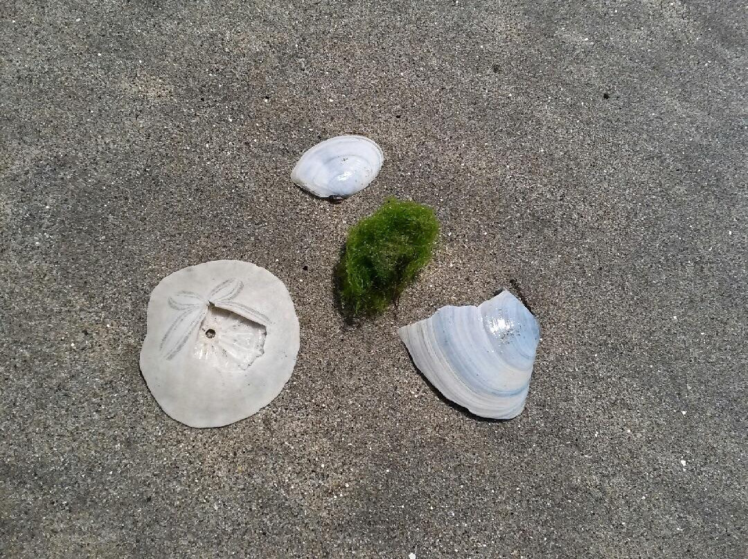 Dunes Beach-半月湾必去景点