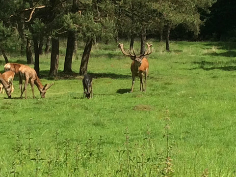 Hoog-Soeren旅游攻略图片