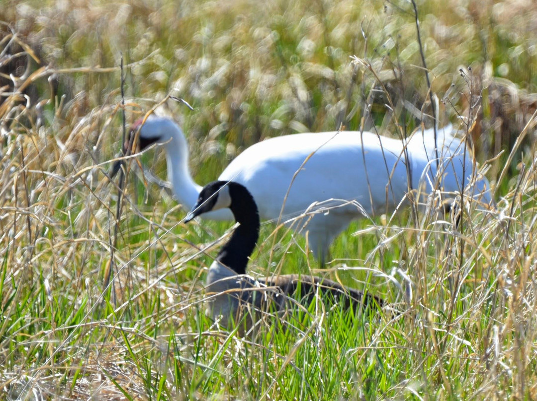 Necedah National Wildlife Refuge景点图片