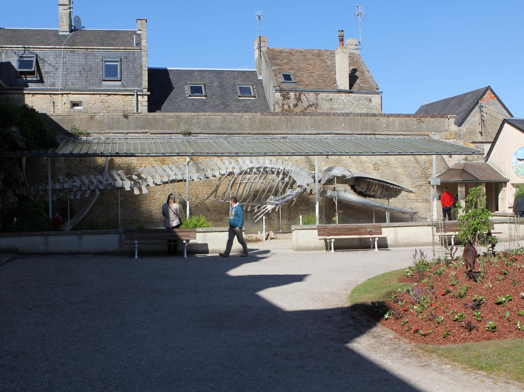 La Maison de la Baleine景点图片