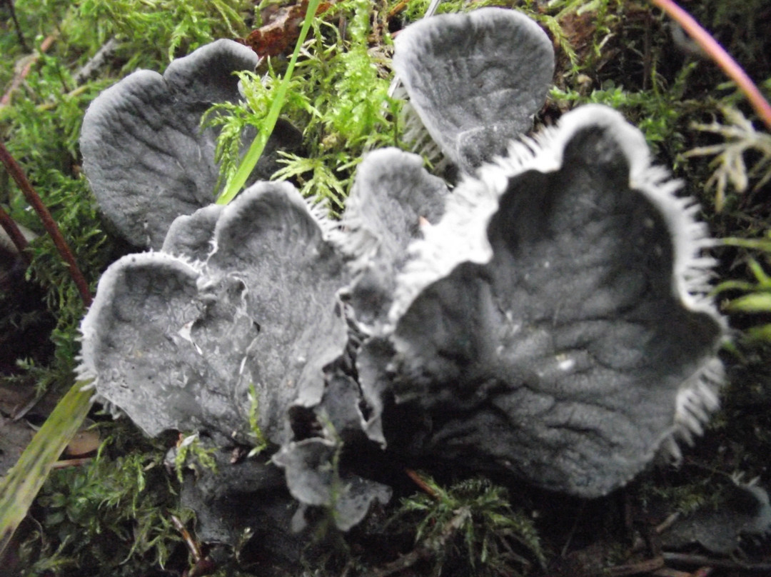 Quality Falls Hiking Trail-Tumbler Ridge必去景点