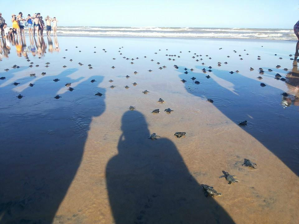 Projeto Tamar Guriri-Sao Mateus必去景点