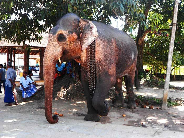 And Beyond Sri Lanka-凯格勒 必去景点