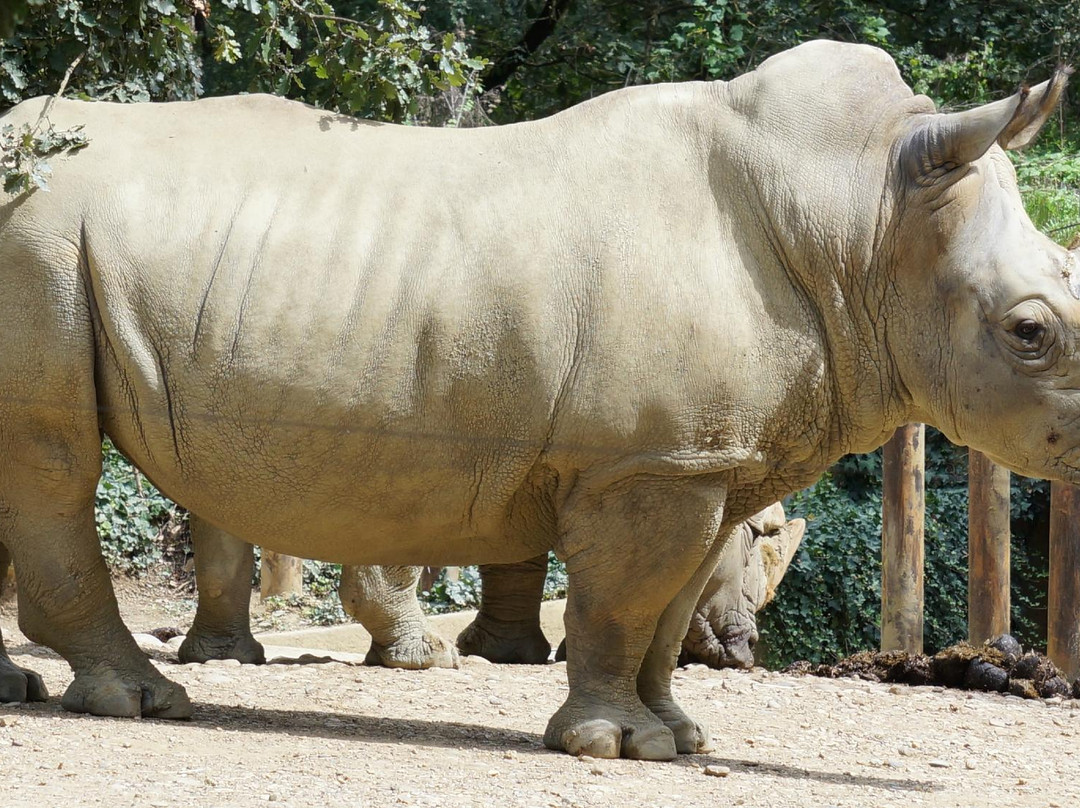 Zoo African Safari景点图片