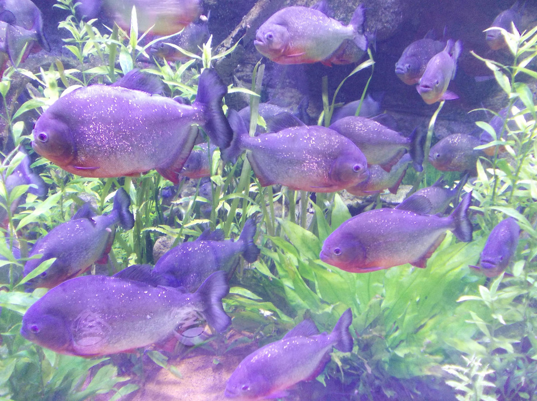 水底玻璃走廊隧道-迪拜必去景点