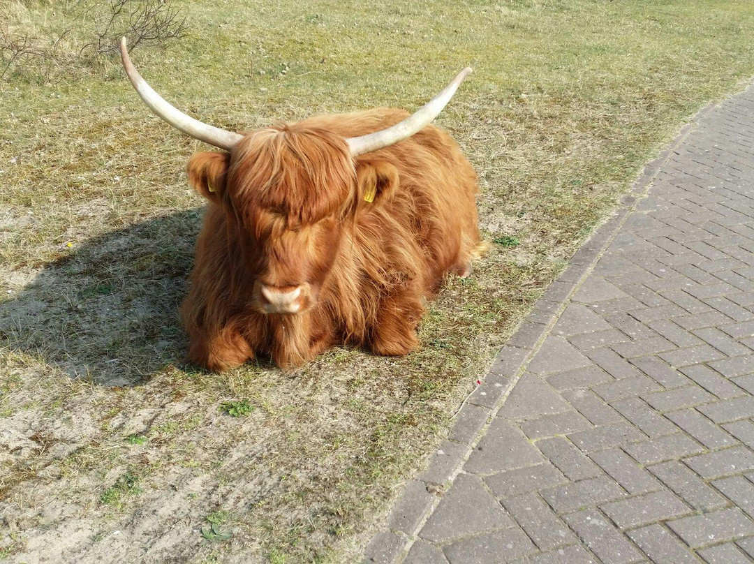 Nationaal Park Zuid Kennemerland-Overveen必去景点