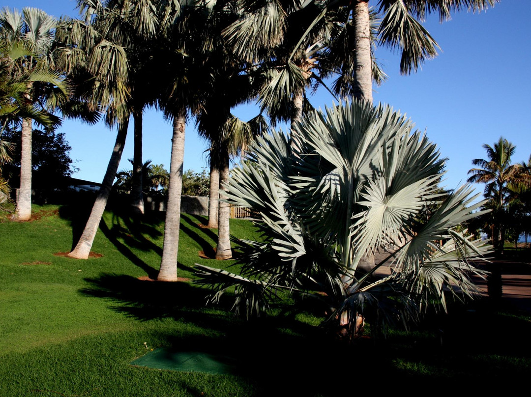 Jardín Botánico del Palmetum景点图片