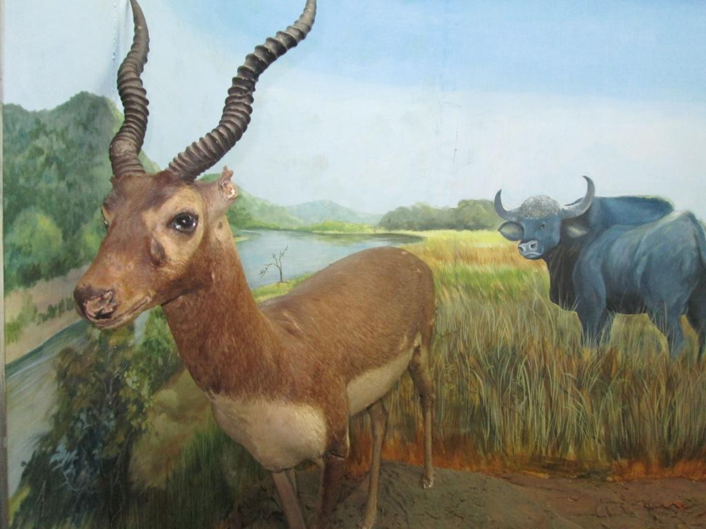 Regional Museum of Natural History景点图片