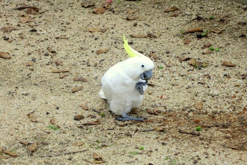 Perentie Tours-凯恩斯必去景点