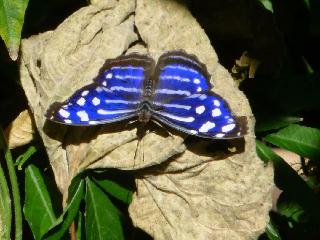 Butterfly Haven景点图片