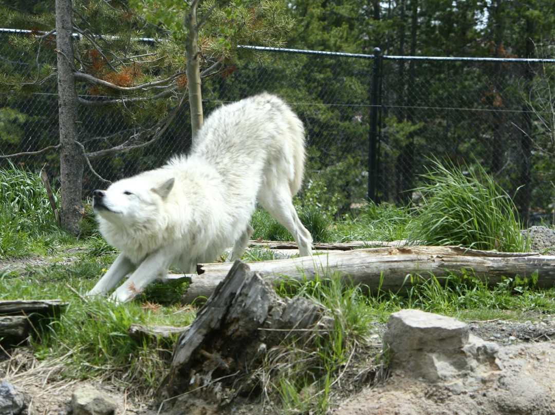 灰熊与狼保护中心-西黄石镇必去景点