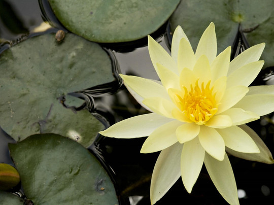 Regba酒店住宿-Nes Ammim Hotel