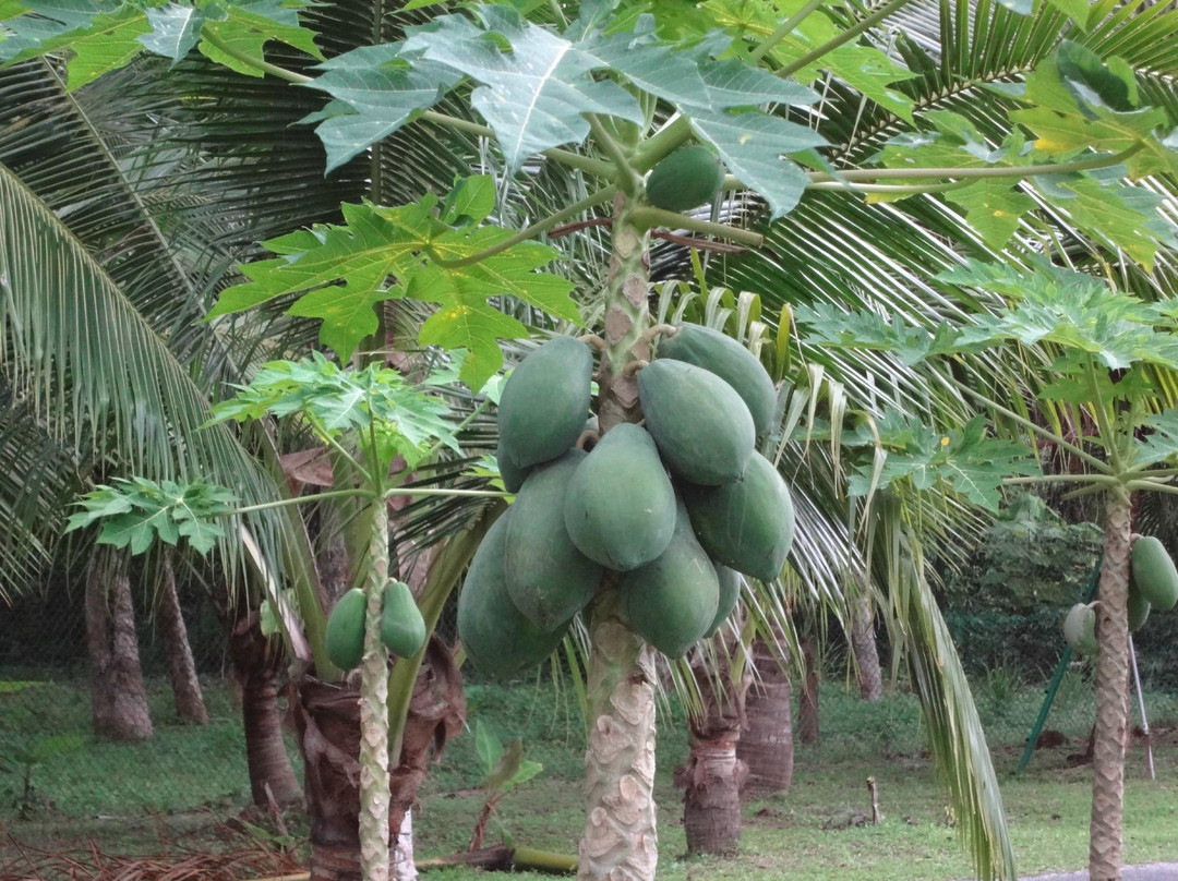 MARDI Langkawi Agro Technology Park景点图片