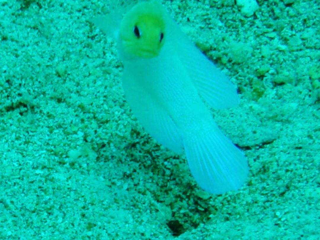 Benwood wreck-拉哥岛必去景点