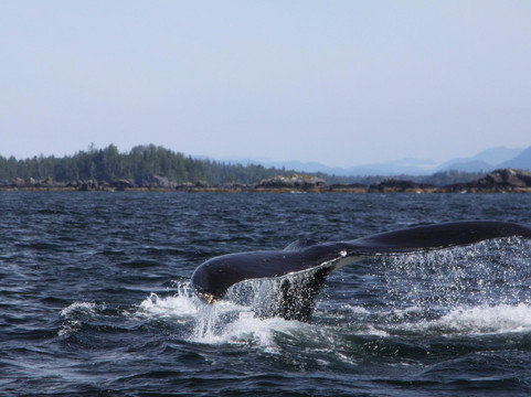 Sitka Sound Tours-锡特卡必去景点